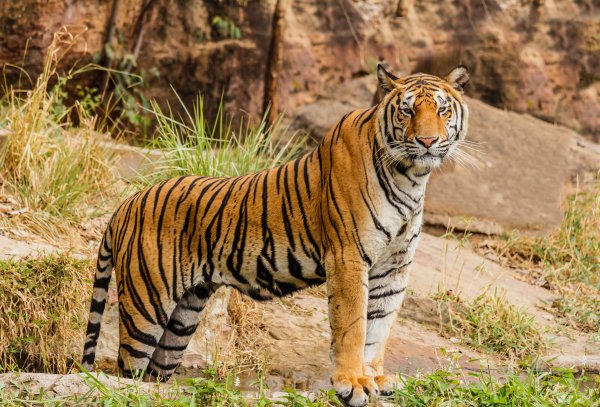 Bengal tiger India