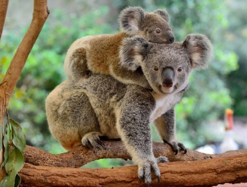 Lions Tour to Australia 2025 sightseeing excursions image