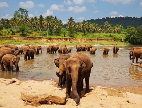 Optional Sightseeing excursions in Sri Lanka to enhance cricket experience