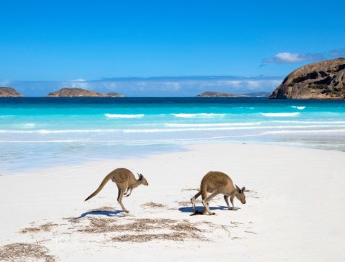 Official Men's Rugby World Cup Australia 2027 optional sightseeing excursions - image
