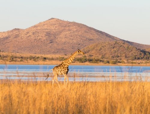 Safari Extension to Pilanesburg National Park