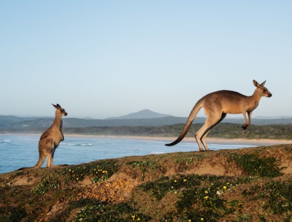 Official 2027 Netball World Cup Sydney Australia travel package image