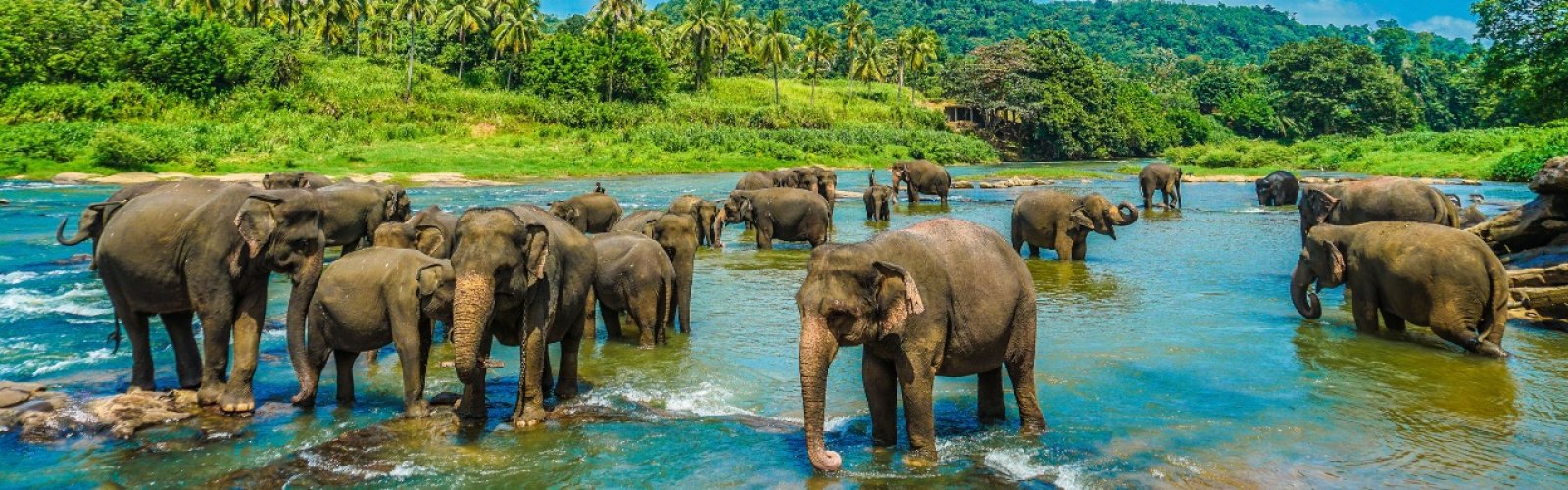 Book England Cricket Tour to Sri Lanka ODI & T20I Series ticket package staying in Dambulla & Colombo image