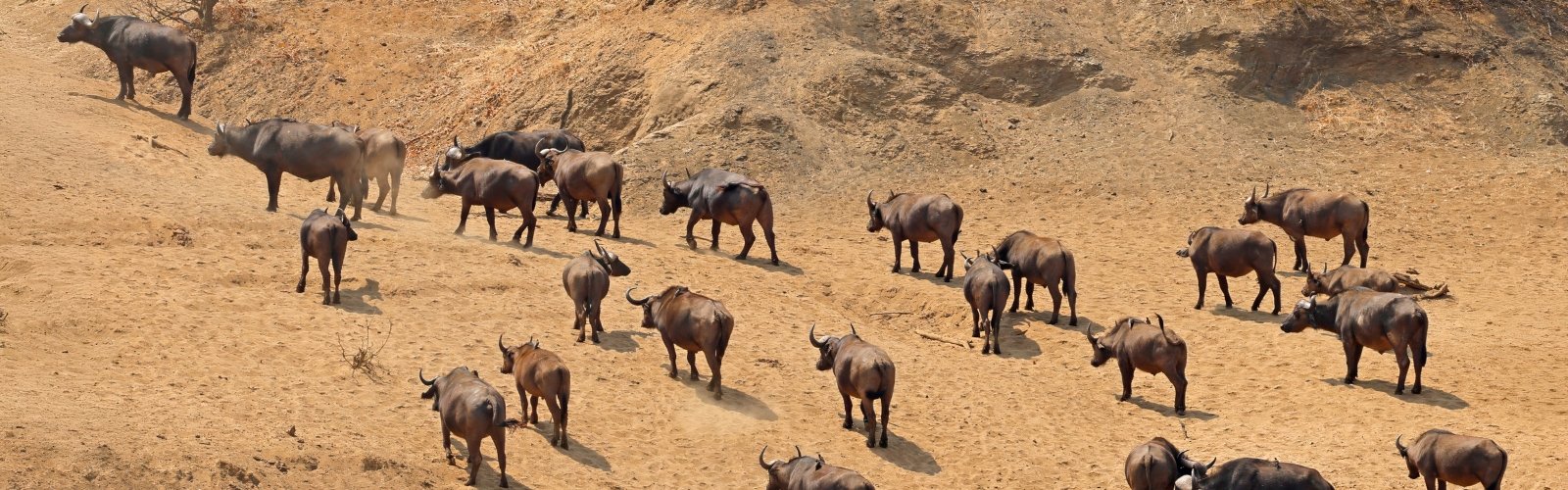 Book South Africa v England official ticket and accommodation packages for the Nations Championships 2026 with Gullivers Sports Travel - banner image