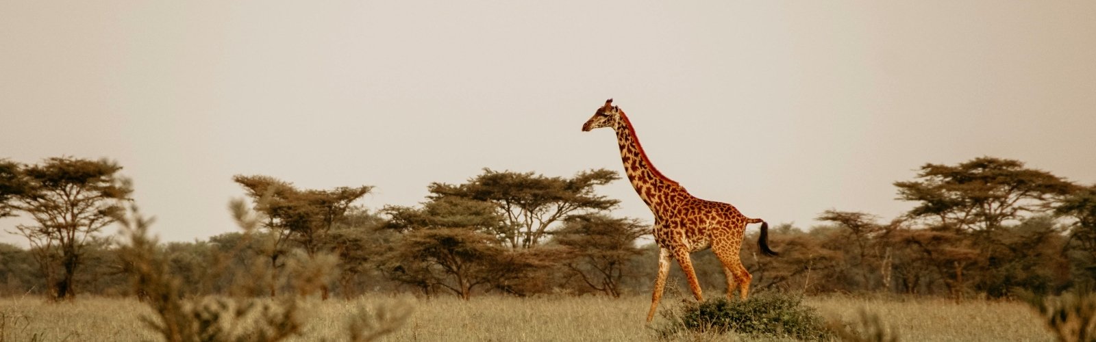 Book South Africa v Scotland official ticket and accommodation packages for the Nations Championships 2026 with Gullivers Sports Travel - banner image