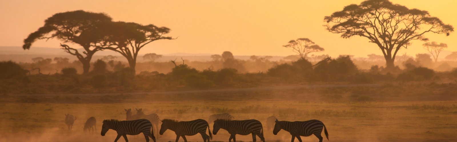 Book South Africa v Scotland official ticket, travel and accommodation packages for the Nations Championships 2026 with Gullivers Sports Travel - banner image