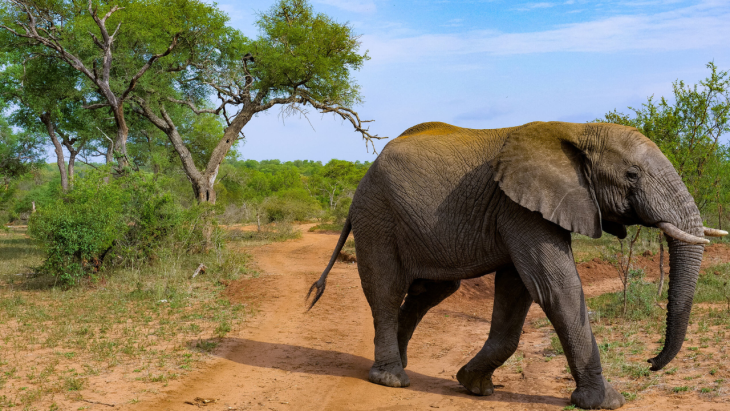 An image of an Elephant in South Africa