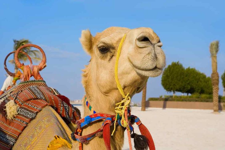 Camel ride in Dubai 