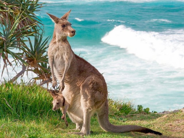 Official 2025-2026 NRMA Insurance Ashes Series official hotel & ticket packages for the third Test match in Adelaide - image