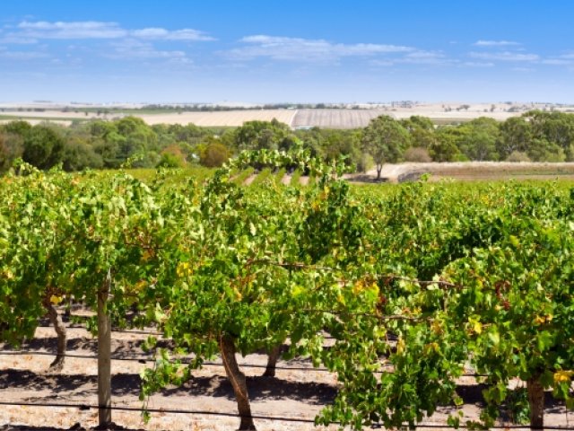 2025-26 NRMA Insurance Ashes Series package with Day trip to Barossa Valley Adelaide excursion