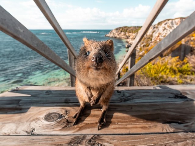 Book Official Men's Rugby World Cup 2027 ticket packages Perth - Discover Western Australia - image