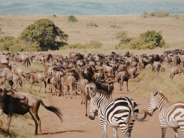 Book South Africa v England official ticket and accommodation packages for the Nations Championships 2026 with Gullivers Sports Travel