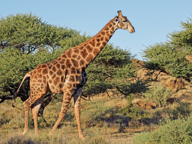 Book South Africa v England official ticket and accommodation packages for the Nations Championships 2026 with Gullivers Sports Travel