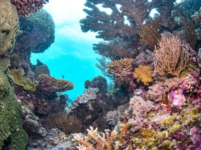Men's Rugby World Cup 2027 excursion option - Great Barrier Reef Day Trip
