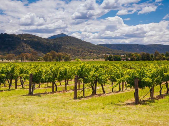 Men's Rugby World Cup 2027 excursion option - Hunter Valley Wine Tour