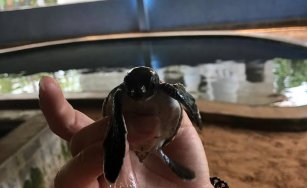1st Test - Turtle Hatchery