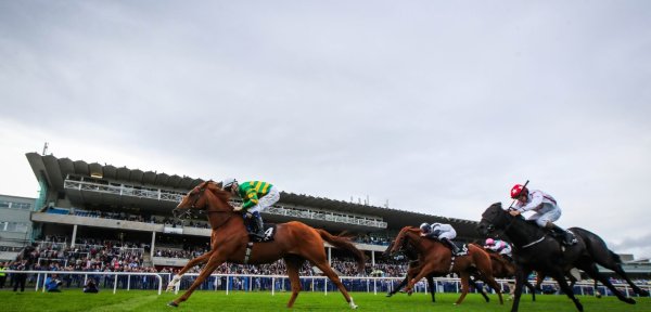 Book Dublin Racing Festival Leopardstown 2026 ticket packages for Horse Racing fans with Gullivers Sports Travel - image